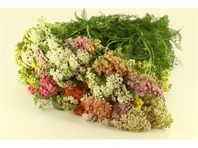 ACHILLEA MULTICOLOR EX PASTELLO