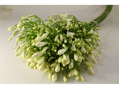 AGAPANTHUS EXTRA - WHITE