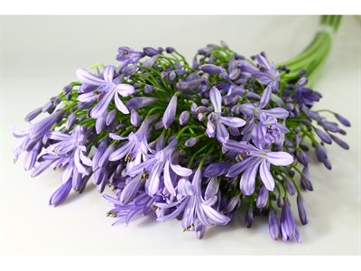 AGAPANTHUS EXTRA - BLU