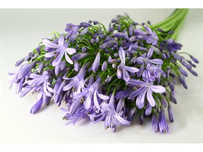 AGAPANTHUS I - BLU