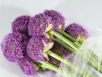 ALLIUM EX