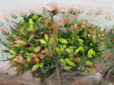 ALSTROEMERIA SUP 90CM - ASSORTITA