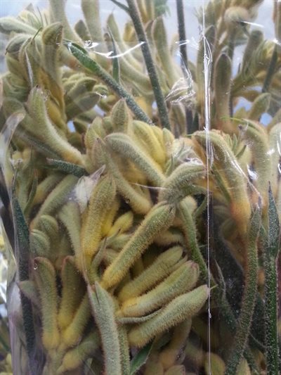 ANIGOZANTHUS EX - VERDE