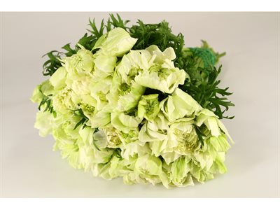 ANEMONE EX LEVANTE - BIANCO