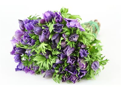 ANEMONE EX LEVANTE - BLU