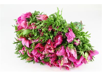 ANEMONE EX LEVANTE - HOT PINK