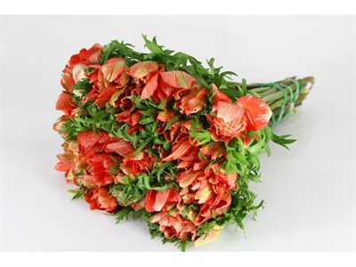 ANEMONE EX LEVANTE - ROSSO