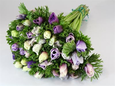 ANEMONE EX MISTRAL - AZZURRO